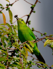 Chloropsis sonnerati