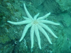 Coscinasterias