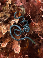 Chaetomorpha spiralis