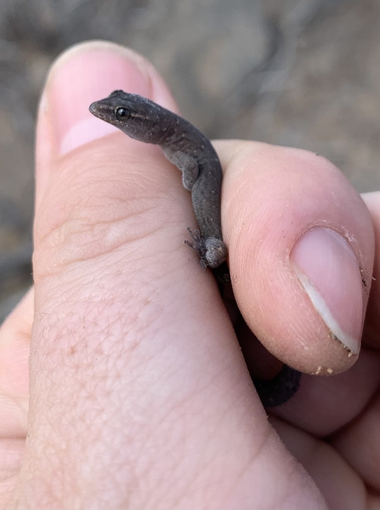 Garthia penai