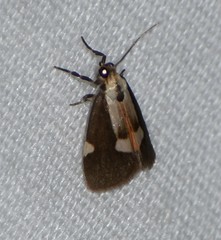 Cisthene conjuncta
