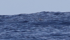 Pterodroma sandwichensis