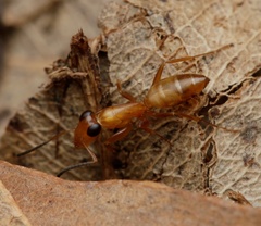 Opisthopsis