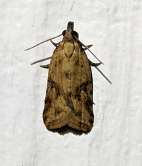Clepsis therina