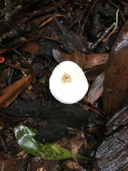 Leucoagaricus ooliekirrus
