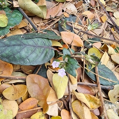 Strobilanthes reptans