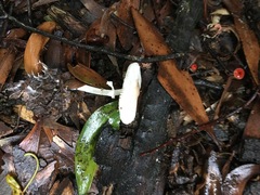 Leucoagaricus ooliekirrus