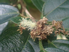 Mallotus claoxyloides