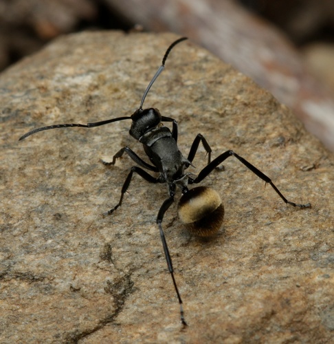 Polyrhachis penelopePolyrhachis penelope