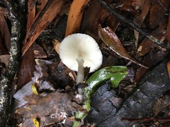 Leucoagaricus ooliekirrus