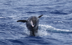 Steno bredanensis