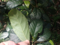 Mallotus claoxyloides