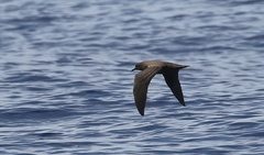 Puffinus nativitatis