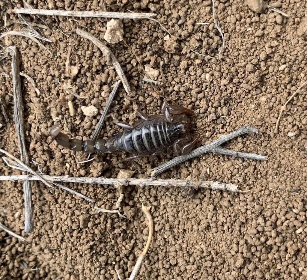 Bothriurus dumayi