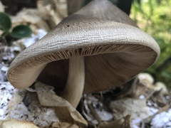 Volvariella volvacea