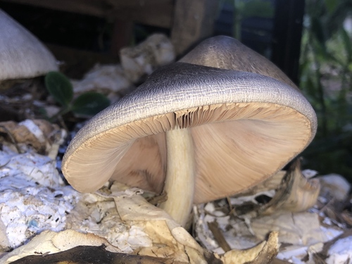 paddy straw mushroom (Volvariella volvacea)
