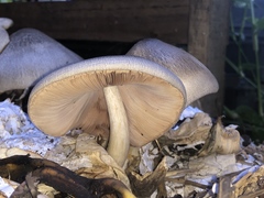 Volvariella volvacea