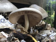 Volvariella volvacea