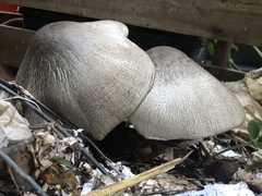 Volvariella volvacea