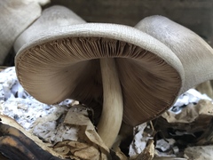 Volvariella volvacea