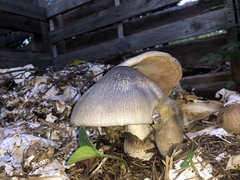 Volvariella volvacea