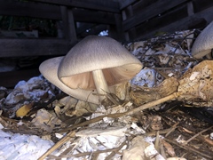 Volvariella volvacea