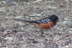 Pipilo maculatus curtatus