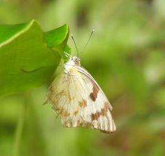 Belenois gidica abyssinica