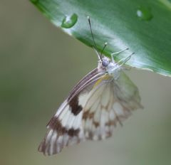 Belenois gidica abyssinica
