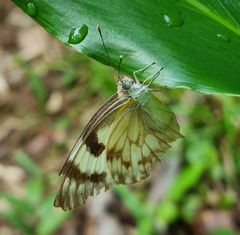 Belenois gidica abyssinica