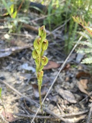 Pterostylis crebra