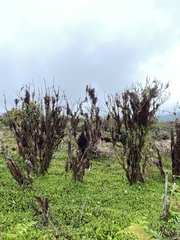 Miconia robinsoniana