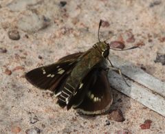 Platylesches moritili