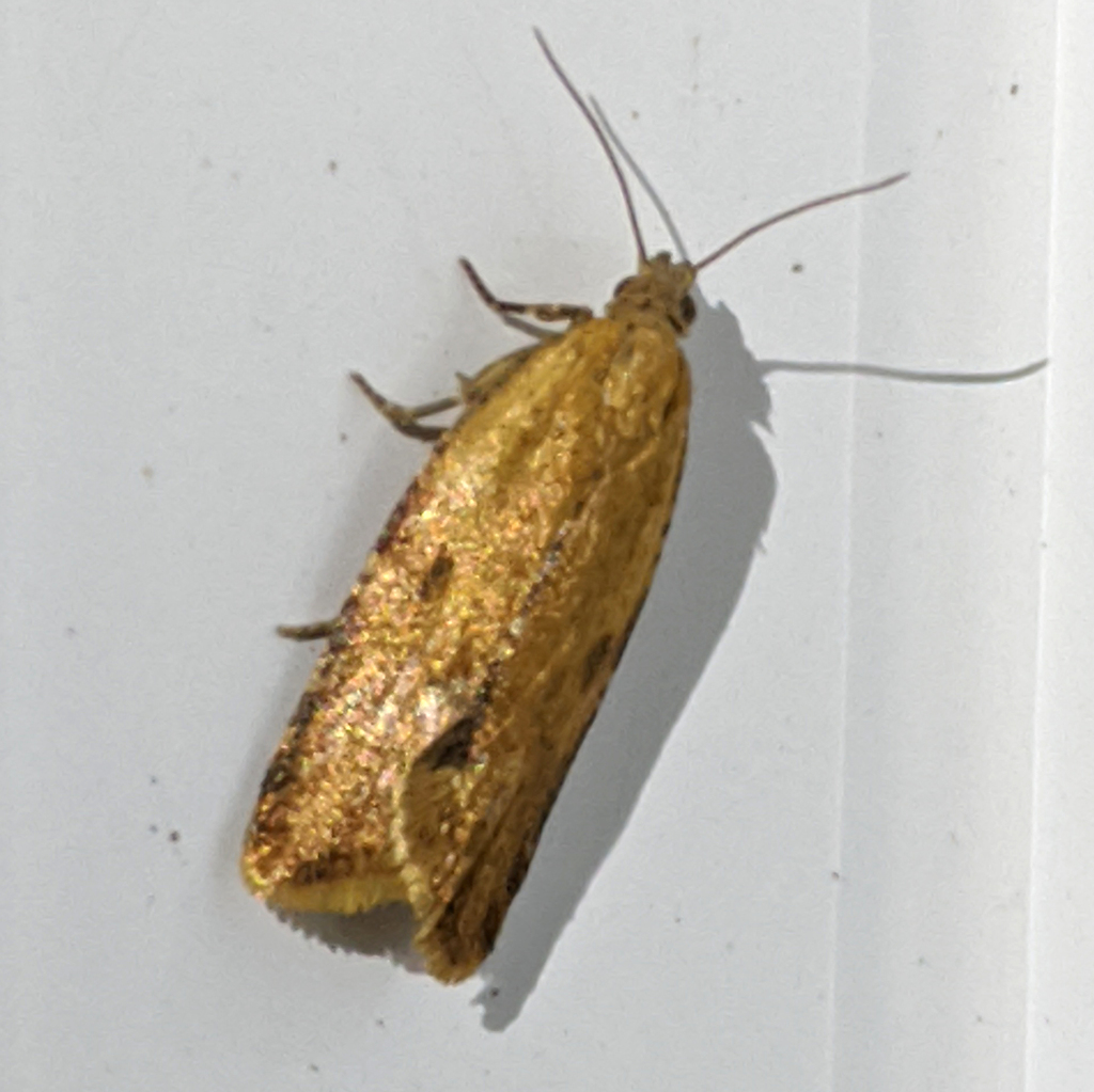 Archipini from Loongana TAS 7315, Australia on January 31, 2022 at 11: ...