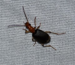 Brachinus adustipennis