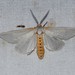 Unexpected Cycnia Moth - Photo (c) Jon McIntyre, some rights reserved (CC BY-NC), uploaded by Jon McIntyre