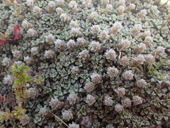 Raoulia parkii