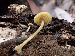 Simocybe phlebophora