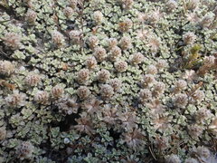 Raoulia parkii
