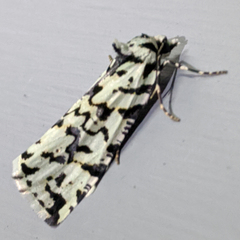 Archephanes zalosema