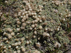 Raoulia parkii