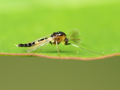 Cricotopus bicinctus