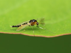 Cricotopus bicinctus