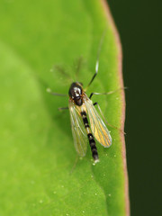 Cricotopus bicinctus