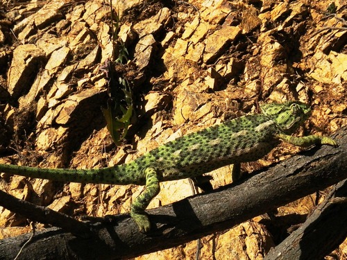 African Chameleon