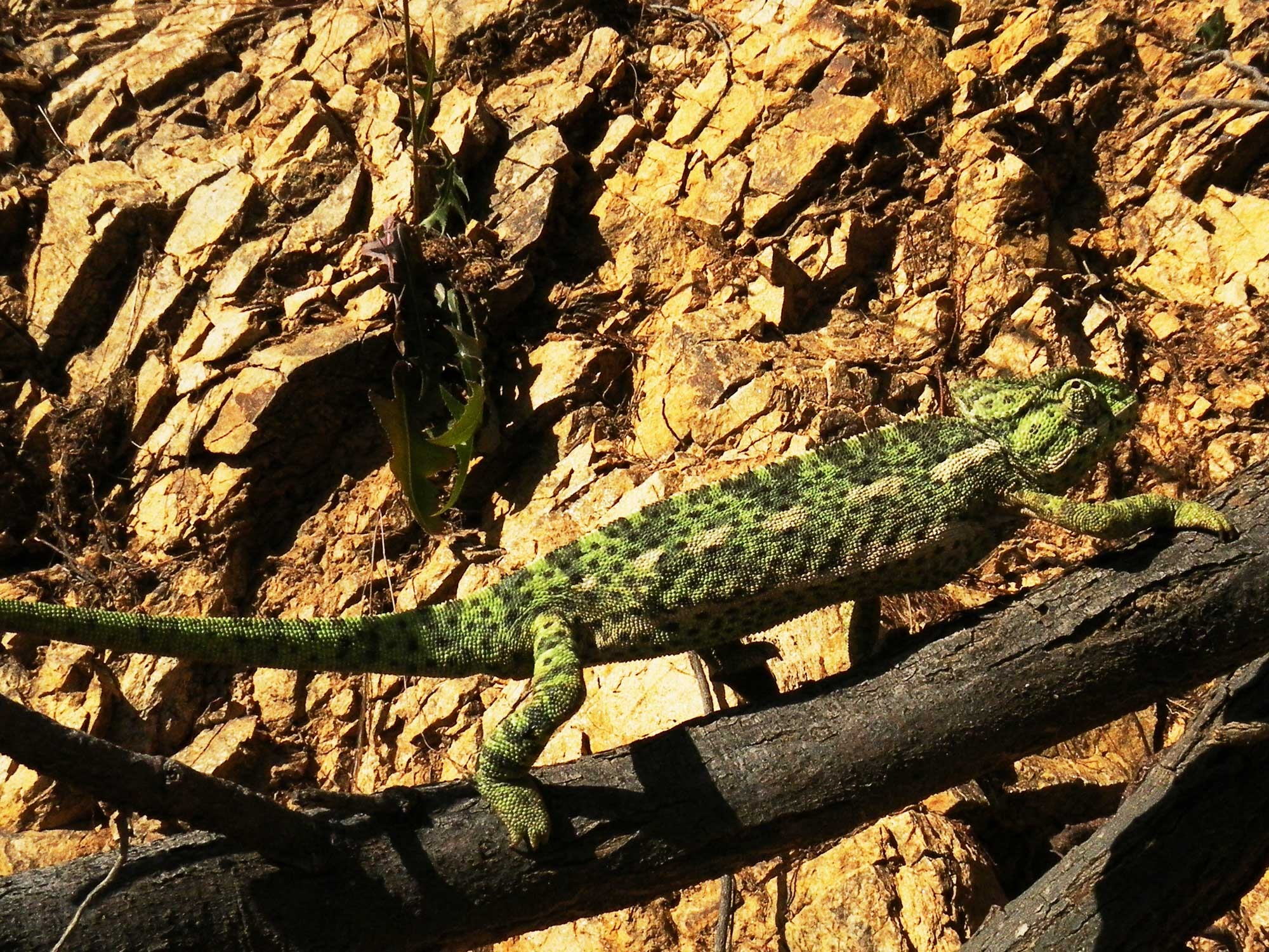 ニッタンプロフ確認　Chameleons of Africa 3 of the CRAZIEST Chameleon Species from Africa! - YouTube