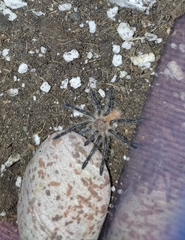 Phrixotrichus vulpinus