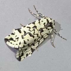 Archephanes zalosema