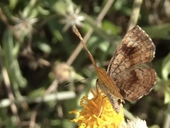 Calephelis bajaensis