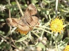 Calephelis bajaensis
